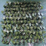 پەرژین لە گەڵای دار 120*250 سم