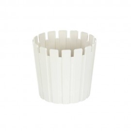 گوڵدانی ئاکاسیا 33 ڕەنگی سپی