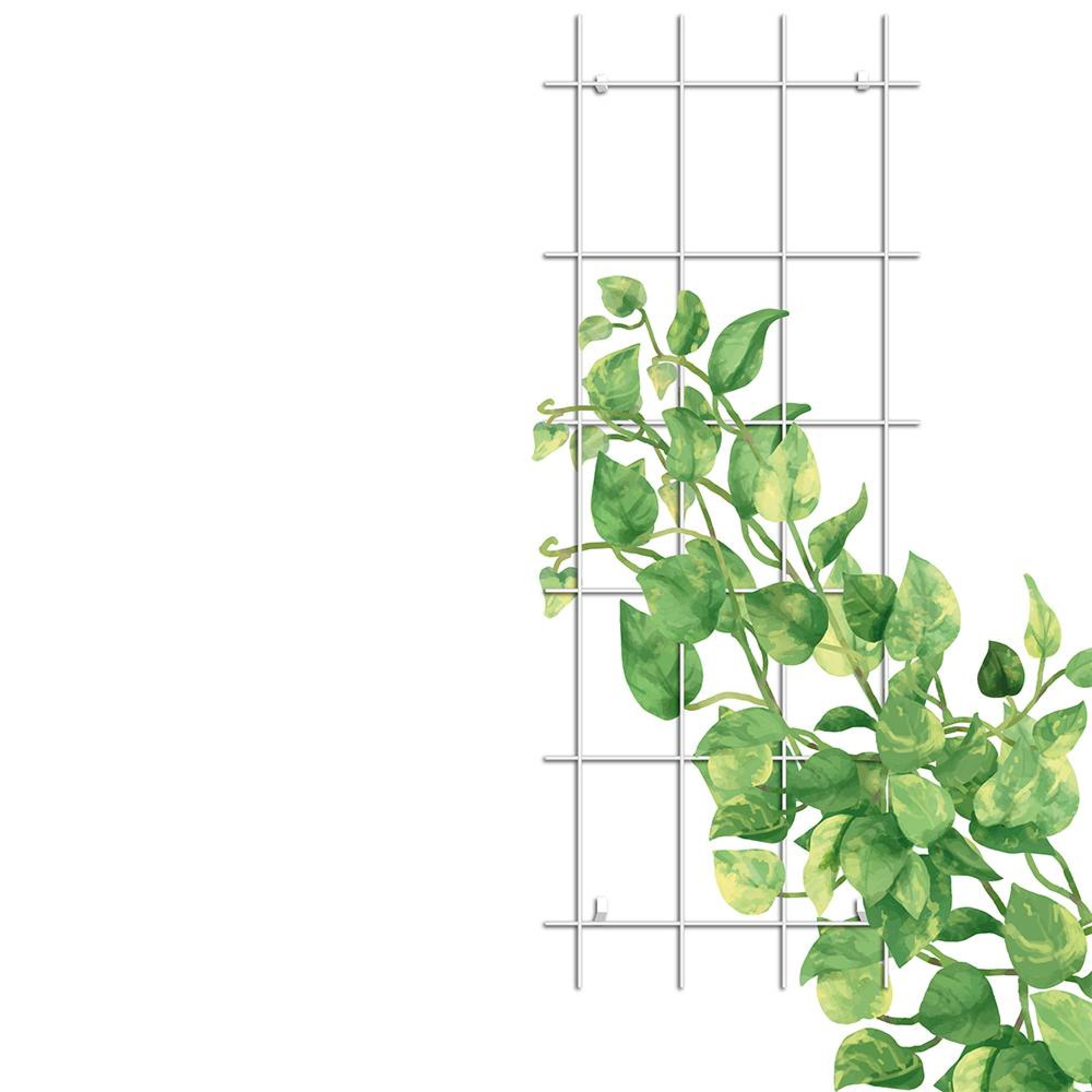 قەفەزی هەڵگەڕانی ڕووەکی سپیی Gardener