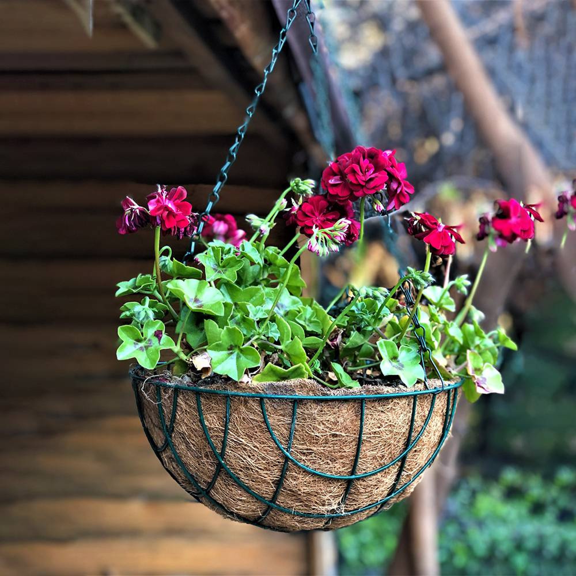 ئینجانەی سەبەتەی زنجیری (٣٠سم)ی Gardener Koko