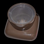 گوڵدانی گالا ڕەنگی قاوەیی