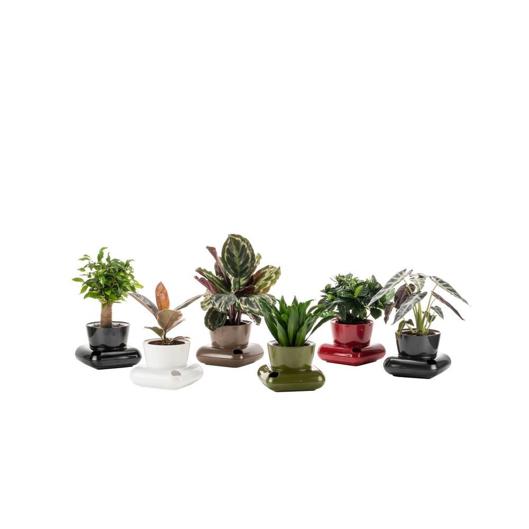 گوڵدانی گالا ڕەنگی ڕەش