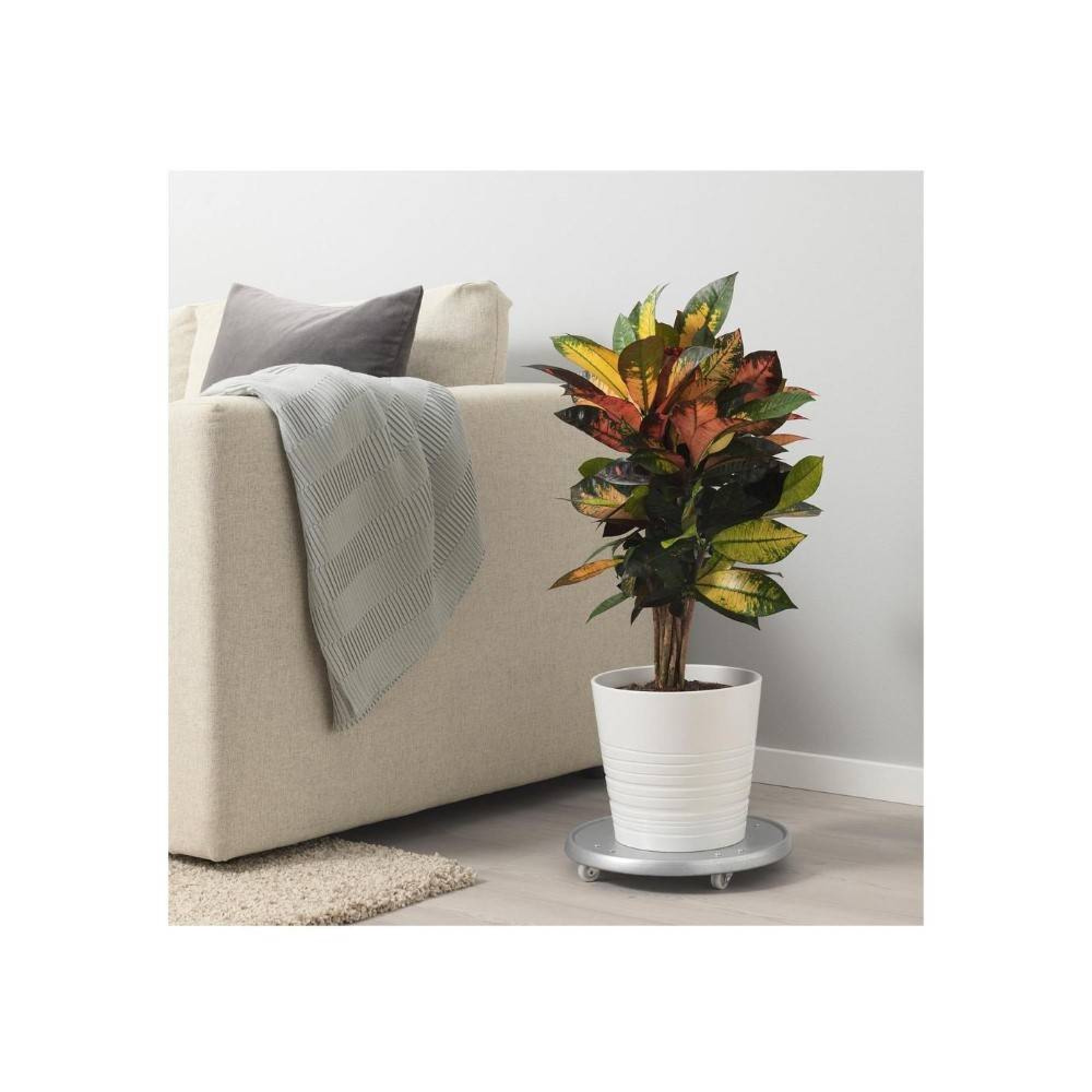 ڕووەکی کرۆتۆی دەستکرد 100 سم