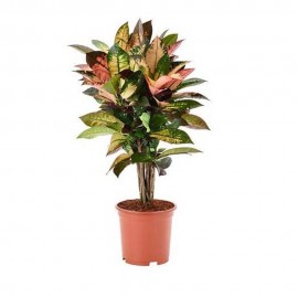 ڕووەکی کرۆتۆی دەستکرد 100 سم