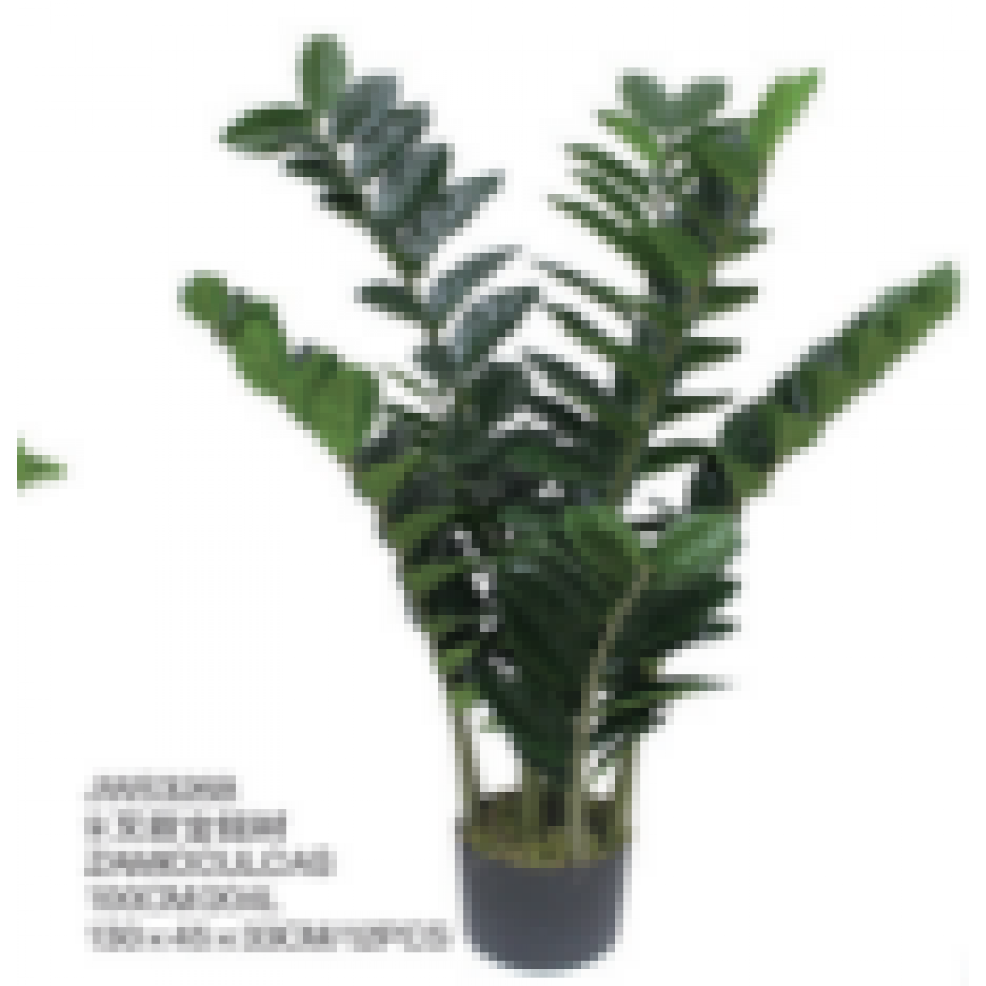 ڕووەکی زامبیای دەستکرد 100 سم