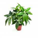 ڕووەکی دەستکرد 45 سم - 751-1