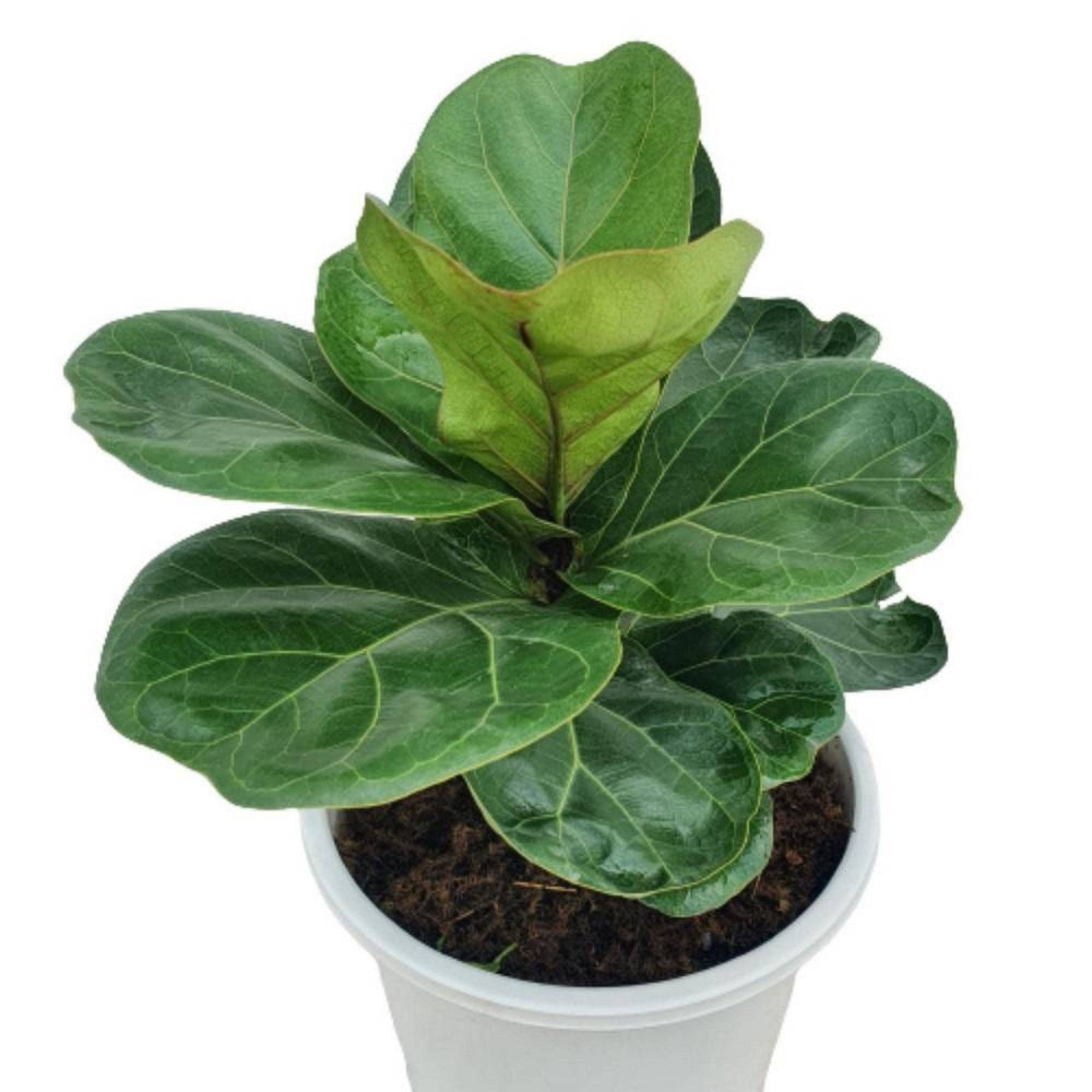 ڕووەکی دەستکرد 40 سم - 0812