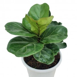 ڕووەکی دەستکرد 40 سم - 0812