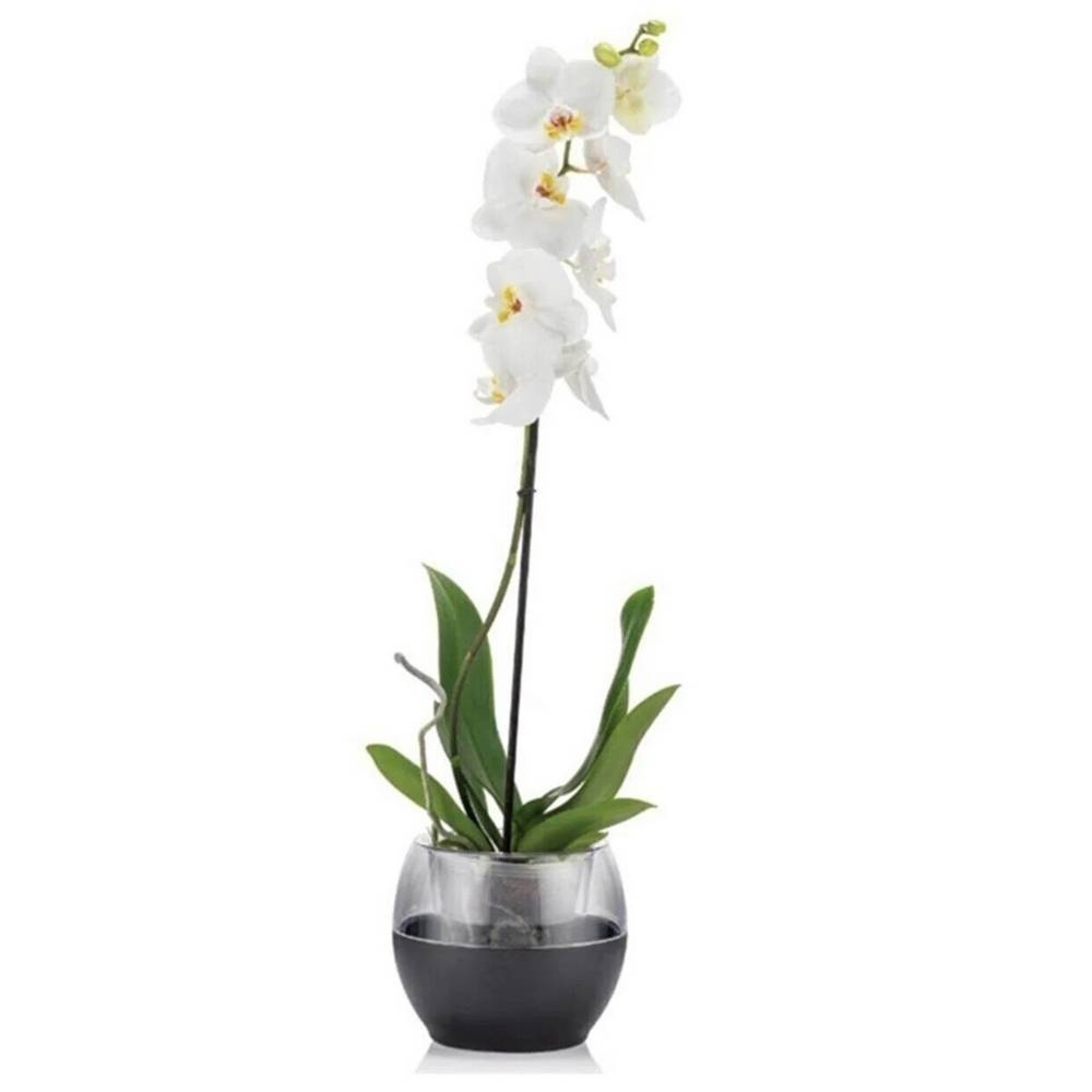 گوڵدانی بوولی ڕەنگی ئەنتراسایت