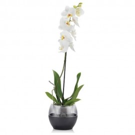 گوڵدانی بوولی ڕەنگی ئەنتراسایت