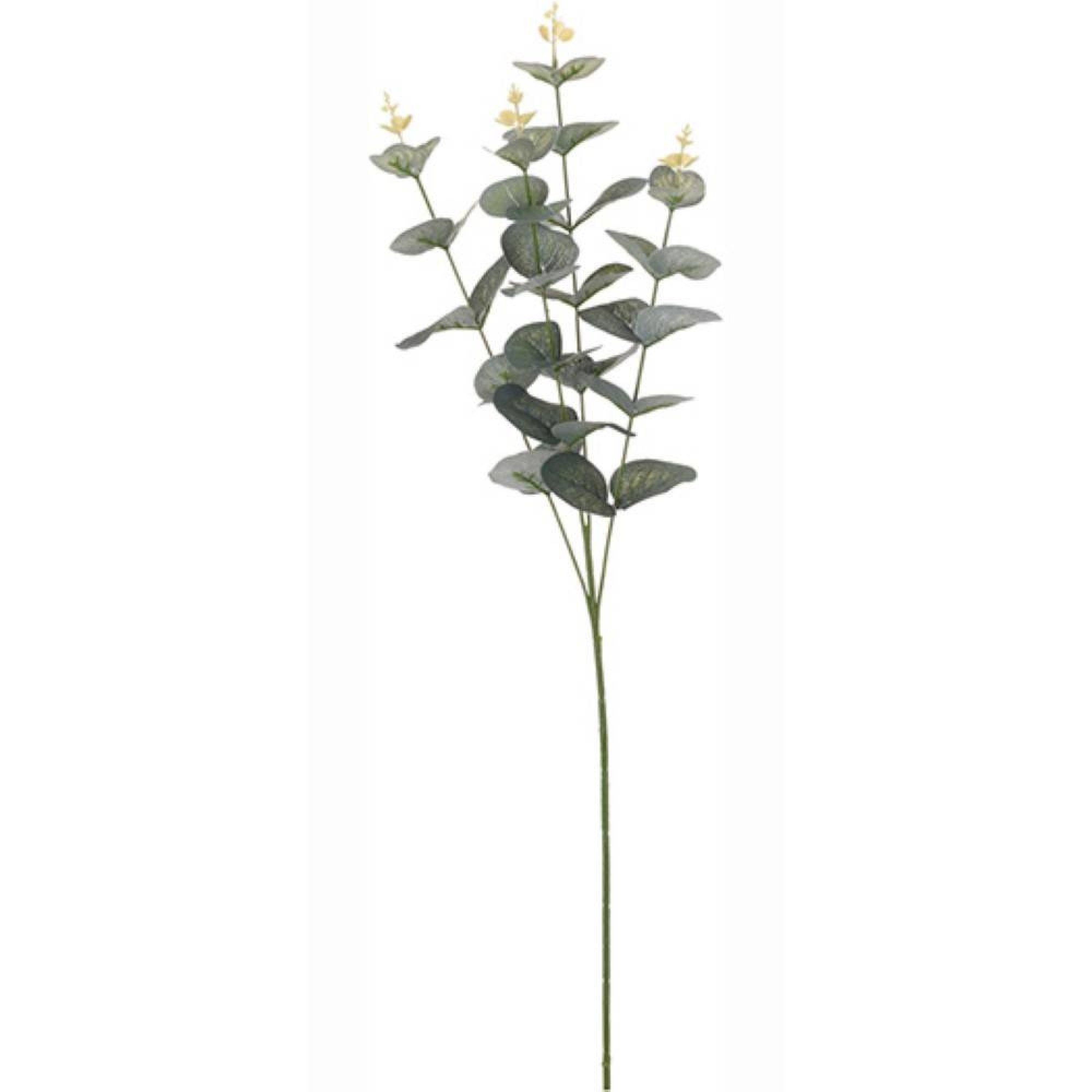 لقێکی هونەری یوکالیپتوس 65 سم