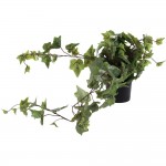 گۆزەی هەڵواسراوی ڕووەک لە 80 سم