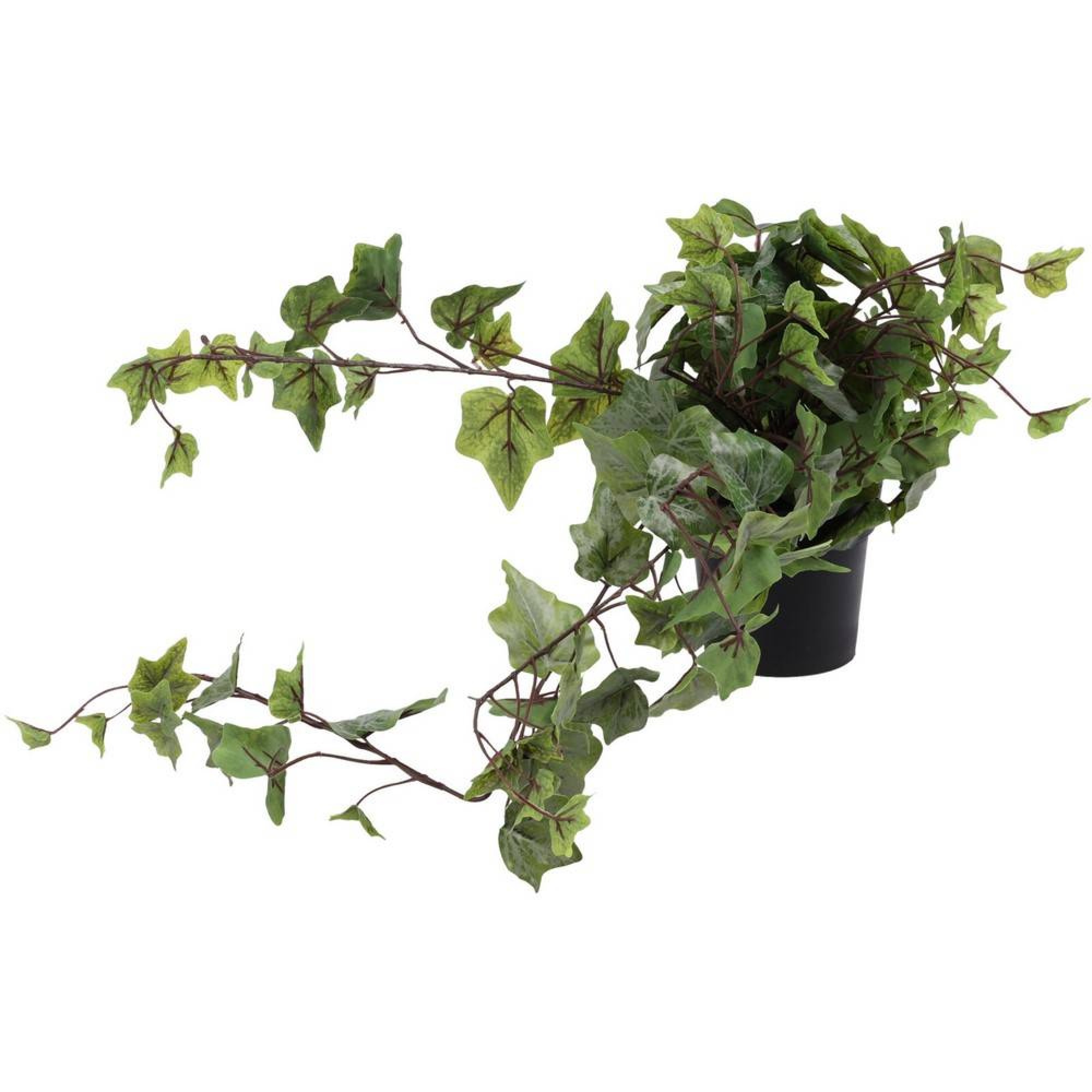 گۆزەی هەڵواسراوی ڕووەک لە 80 سم