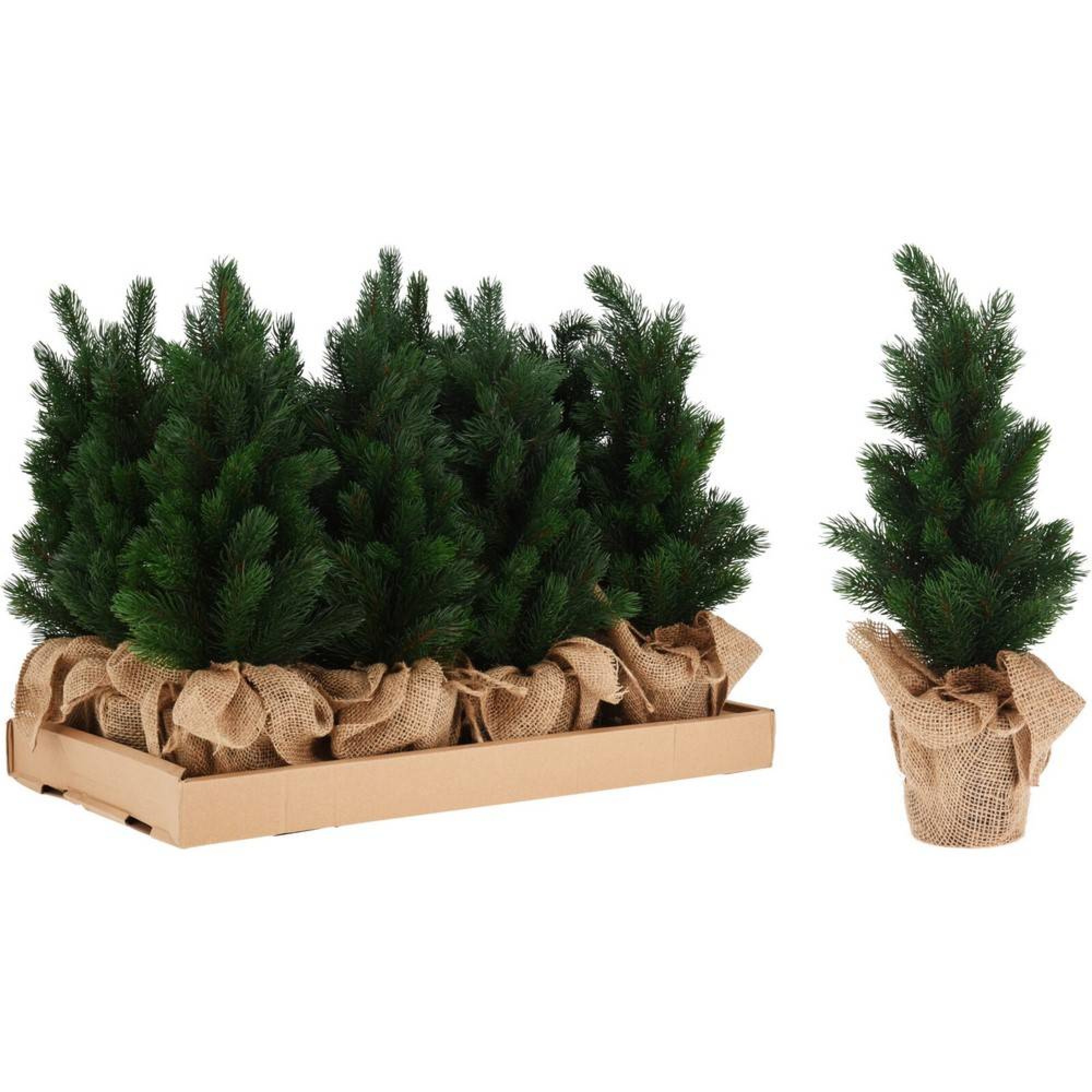 دار سنەوبەر لەناو دەفر 45 سم