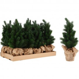 دار سنەوبەر لەناو دەفر 45 سم