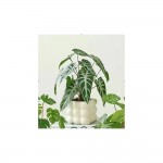 ڕووەکی دەستکرد 24*8*9 سم